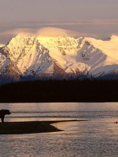 Alaskan Brown Bear Silhouetted Against Mount Katolinat, Alaska.jpg